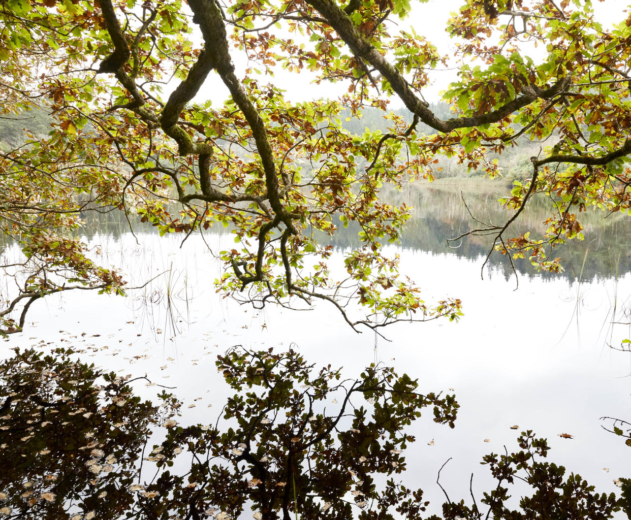 A view of a lake through the trees. (Photo: Gentl & Hyers)