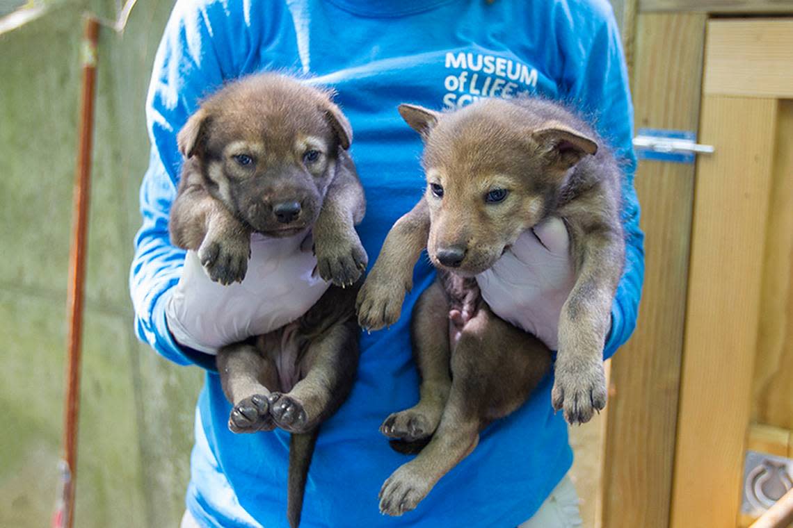 Red wolves Eno and Ellerbe were born at Durham’s Museum of Life and Science on April 20, 2018. This October, the are being sent to the Red Wolf Center in Columbia, N.C. to help rebuild the species population.