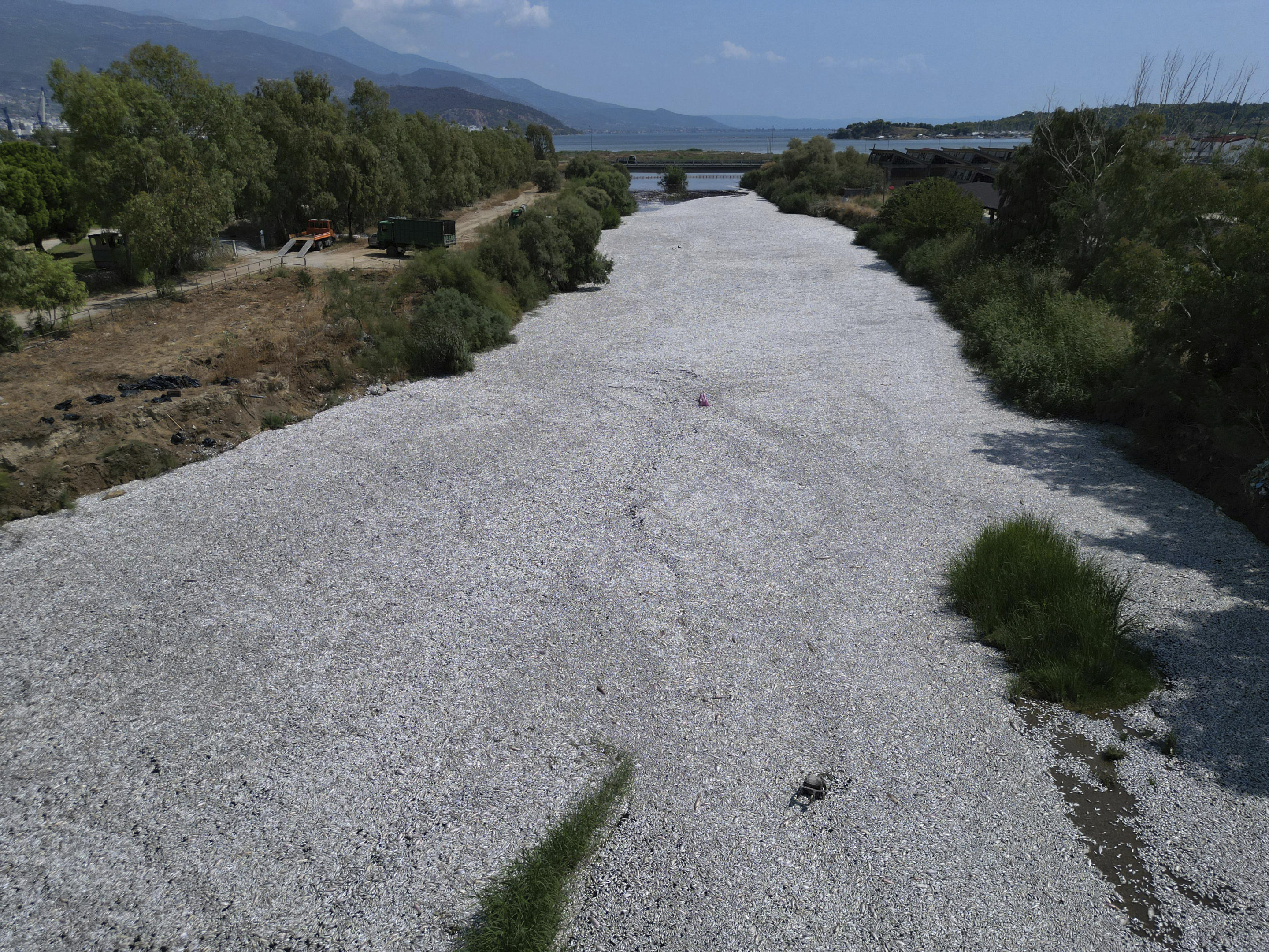 Der Fluss ist von oben gesehen vollständig mit schwimmenden Fischen bedeckt.