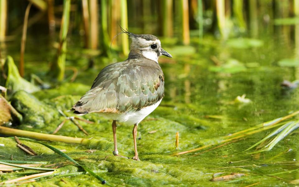 A lapwing - Getty