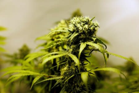 Marijuana plants are seen in an indoor marijuana plantation of a marijuana smokers club in the outskirts of Montevideo, Uruguay July 16, 2017. Picture taken July 16, 2017  REUTERS/Andres Stapff