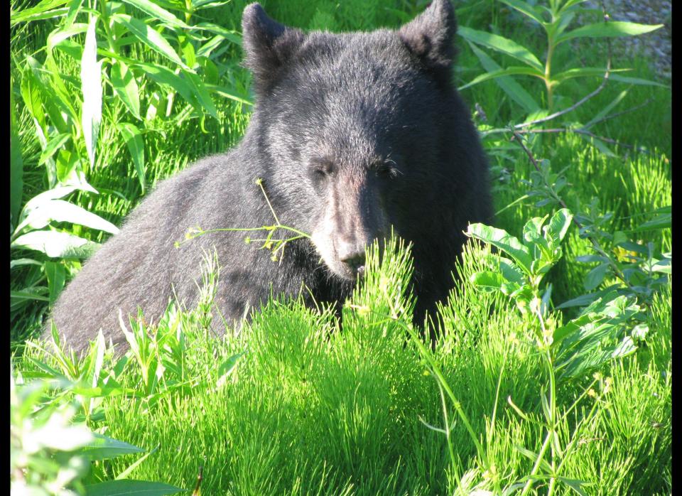 A young black bear is seen grazing near the Mendenhall Glacier Visitor Center on Saturday, June 23, 2012, in Juneau, Alaska. (AP Photo/Becky Bohrer)