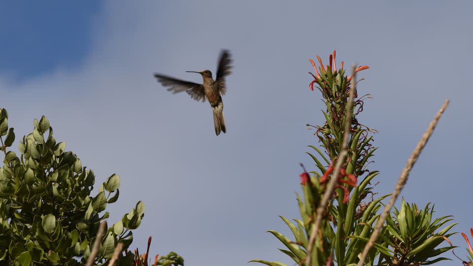 A southern giant hummingbird is seen flying from its breeding grounds in central Chile.  -Chris Witt
