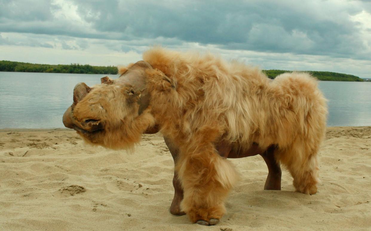 The extinction of many species of megafauna, including woolly rhinos, has previously been attributed to climate change -  AFP