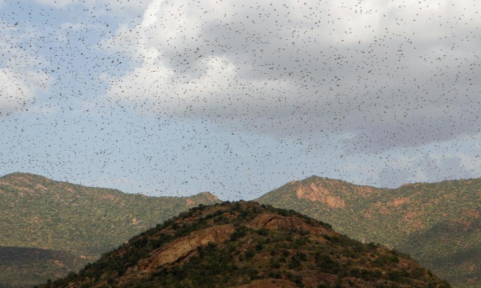 Locust Swarm in Sumburu.JPG