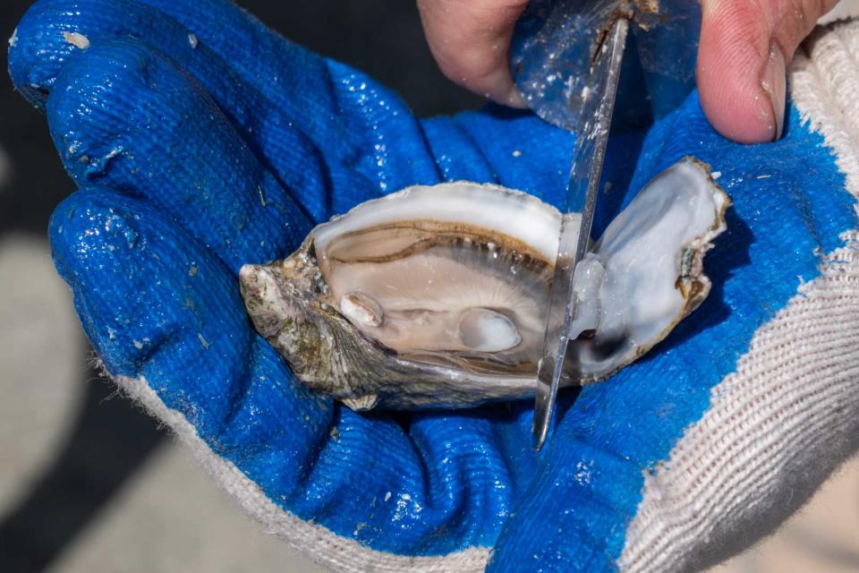 Oyster shucking in Avila Beach