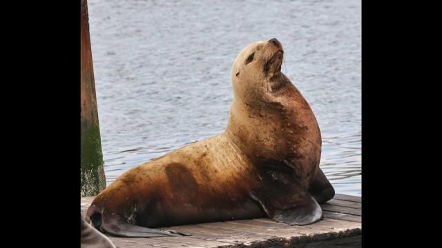 Massive, rare sea lion unexpectedly appears at CA pier