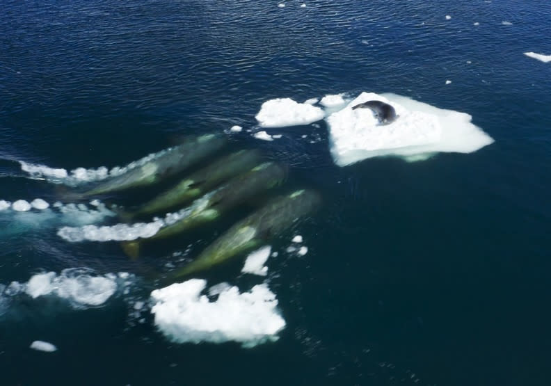 虎鯨群利用波浪攻擊技術獵捕海豹求生存。BBC Earth