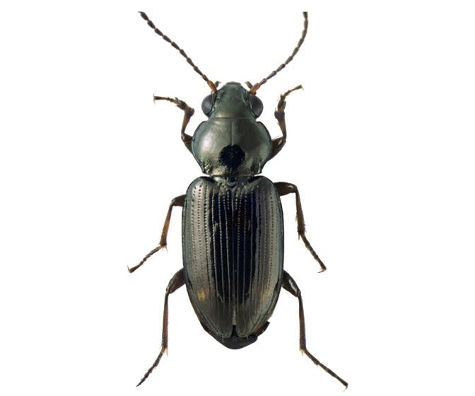 This 2021 photo, courtesy of Bembidion expert David Maddison, a professor of integrative biology at Oregon State University, shows a specimen of Bembidion brownorum discovered by UC Berkeley entomologist Kipling Will while sampling for insects near Freshwater Creek on former Gov. Jerry Brown's Colusa County ranch in Colusa County, Calif. The Bembidion brownorum species had not been observed by scientists in more than 55 years. The beetle will be named after former California Gov. Jerry Brown after Will found it on Brown's property. The beetle will be named the Bembidion brownorum. The head is about 1 mm across at the eyes. (David Maddison via AP)