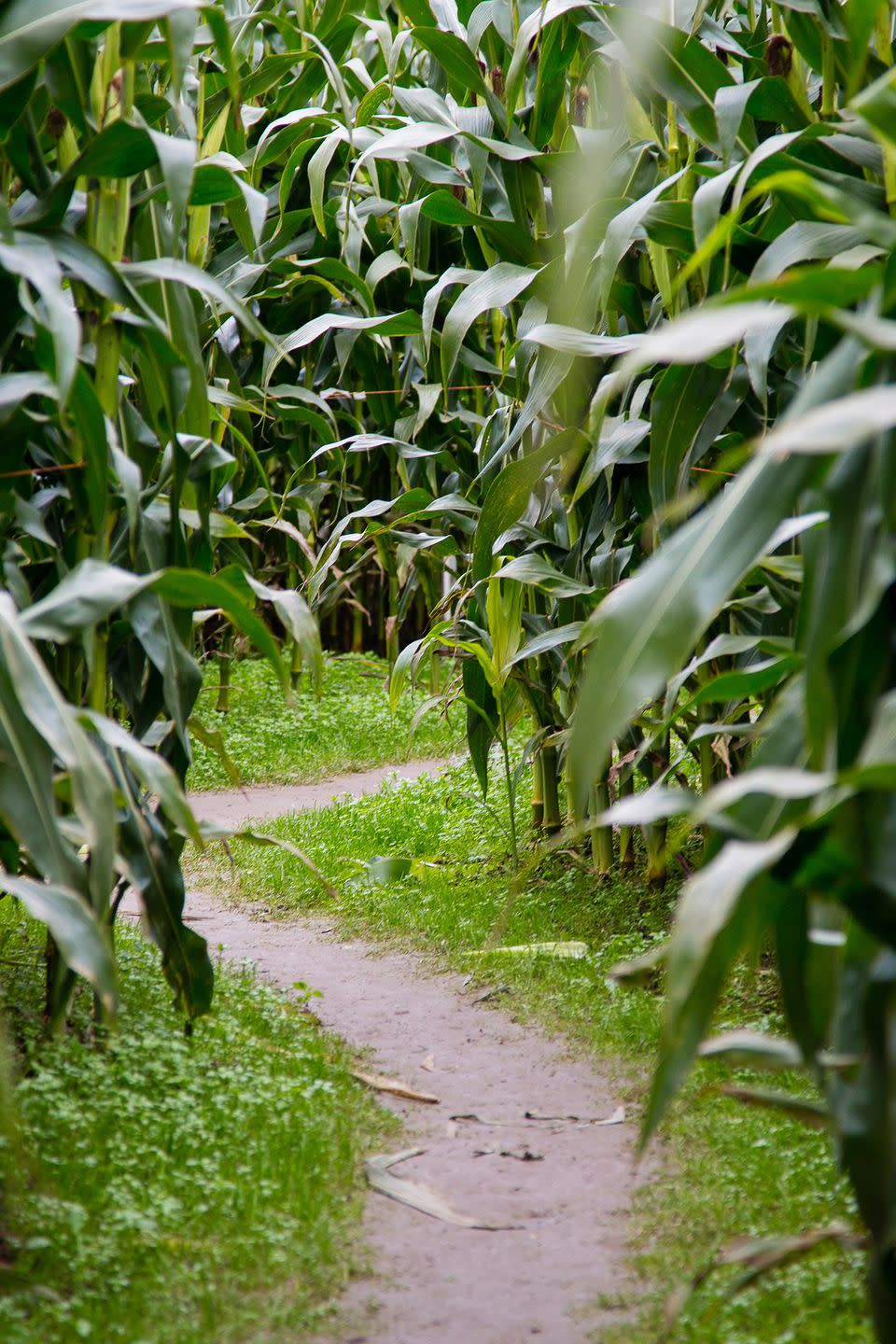 <p>You better fuel up on snacks and fall treats from the Aurora Maze country store or The Feed Wagon before you make your way through <a href="https://auroramaize.com/" rel="nofollow noopener" target="_blank" data-ylk="slk:the seven-acre corn maze;elm:context_link;itc:0;sec:content-canvas" class="link ">the seven-acre corn maze</a> where most visitors spend around 45 minutes trying to find their way out. Once you’ve completed the challenge, treat yourself to more fall fun with a hayride, s’mores making around the campfire, or a visit to see the many farm animals on site.</p><p><a class="link " href="https://go.redirectingat.com?id=74968X1596630&url=https%3A%2F%2Fwww.tripadvisor.com%2FTourism-g44999-Verona_Missouri-Vacations.html&sref=https%3A%2F%2Fwww.countryliving.com%2Flife%2Ftravel%2Fg22717241%2Fcorn-maze-near-me%2F" rel="nofollow noopener" target="_blank" data-ylk="slk:PLAN YOUR TRIP;elm:context_link;itc:0;sec:content-canvas">PLAN YOUR TRIP</a></p>