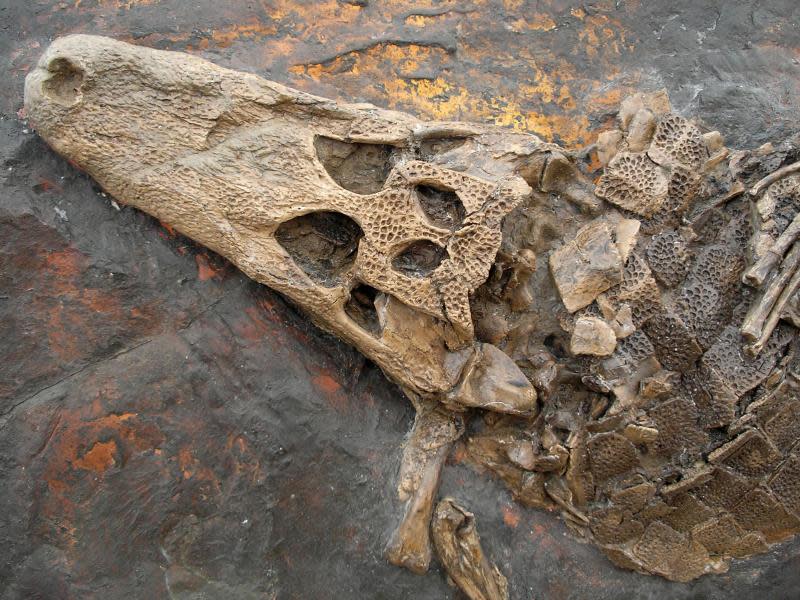 Dieses Fossil ist ein Krokodilschädel. Nicht ungewöhnlich - schließlich lag das heutige Hessen im Eozän noch nahe des Äquators. Foto: Welterbe Grube Messel gGmbH