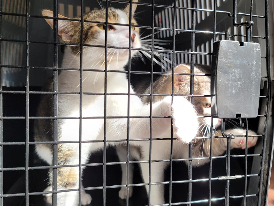 Abbas's cats, Mimi and Bubba, in a cargo kennel.