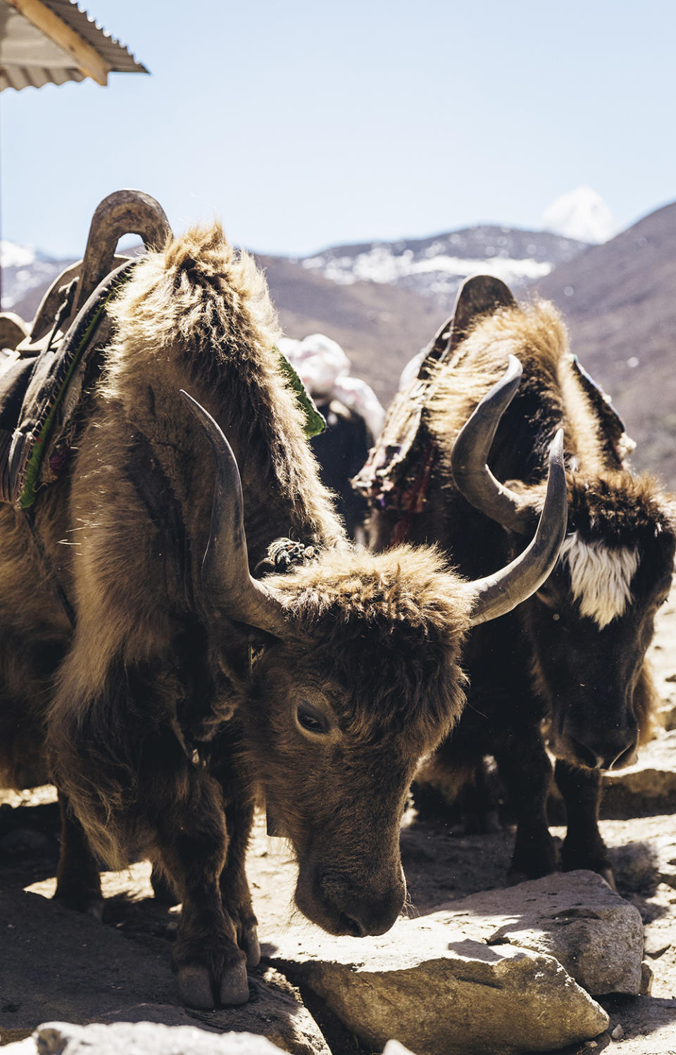 Yaks do much of the cargo hauling to base camp.