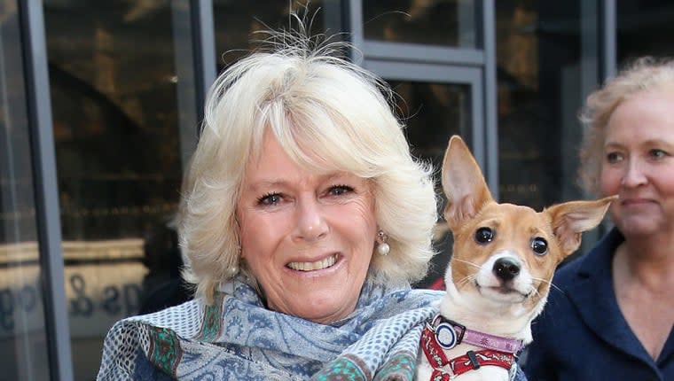 Camilla, Queen Consort, Discusses Adopting Dogs From Battersea