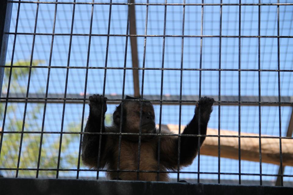 A Capuchin monkey at Alameda Park Zoo in Alamogordo.