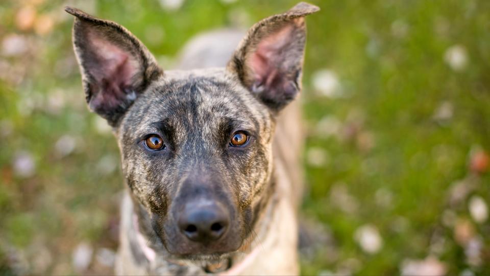 Dutch shepherd dog