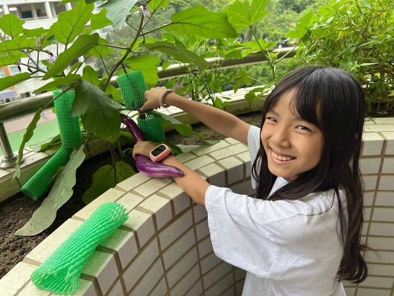 新上國小學生在教室外種植茄子、青椒 高雄市新上國小推動「討人厭蔬菜翻身計畫」，3年 級學生在教室外花台種起青椒、茄子、苦瓜、秋葵與 小黃瓜等不少人害怕的蔬菜，成果豐盛。 （新上國小提供） 中央社記者林巧璉傳真  113年6月11日 