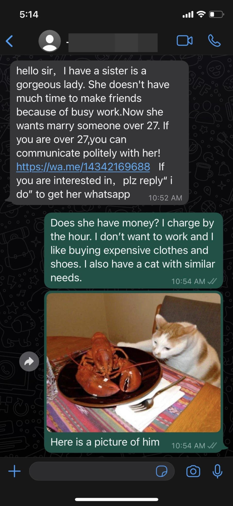 person who sends a scammer a funny piicture of a cat