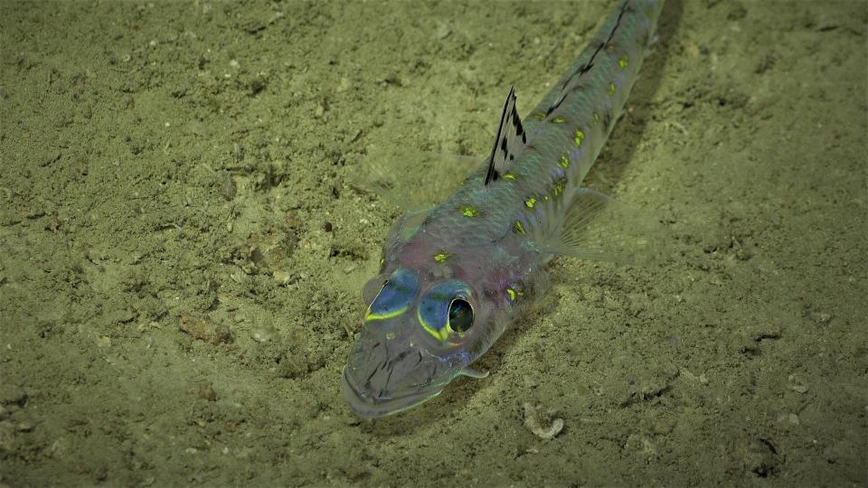 Species discovered in the new coral reef found in Australia’s Great Barrier ReefSchmidt Ocean Institute