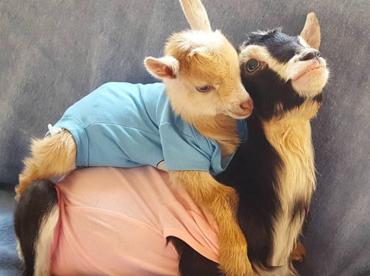 Friends: It is hoped that Polly's new pal will also help calm her down (Goats of Anarchy)