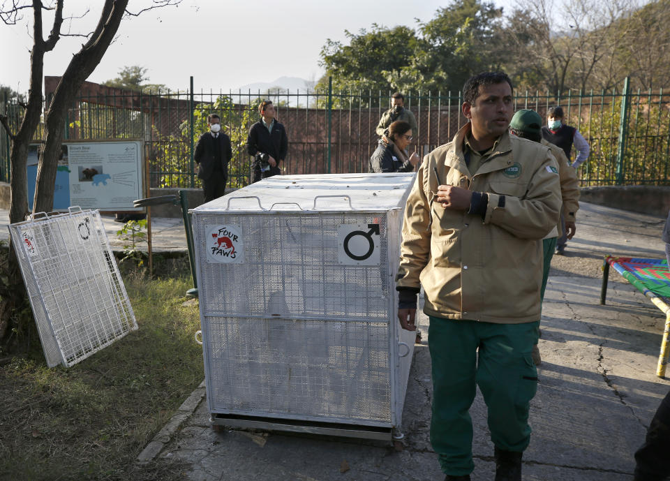 Pakistani wildlife workers and experts from the international animal welfare organization Four Paws, gather next to a crate to be used for transporting a sick brown bear, at the Marghazar Zoo, in Islamabad, Pakistan, Wednesday, Dec. 16, 2020. A pair of sick and badly neglected dancing Himalayan brown bears will leave Islamabad's notorious zoo Wednesday for a sanctuary in Jordan, closing down a zoo that once housed 960 animals. The Marghazar Zoo's horrific conditions gained international notoriety when Kaavan, dubbed the world's loneliest elephant, grabbed headlines and the attention of iconic American entertainer Cher. (AP Photo/Anjum Naveed)