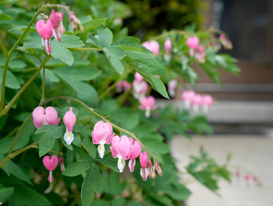 May 1, 2024; Columbus, Ohio, USA; 
Sheryl Brown planted this bleeding heart bush outside her rented townhome on Griggsview Court in the Walden Woods neighborhood near Hilliard. Brown is trying to find a new place to live but worries about the effect of changing schools on her daughter who is in the sixth grade.