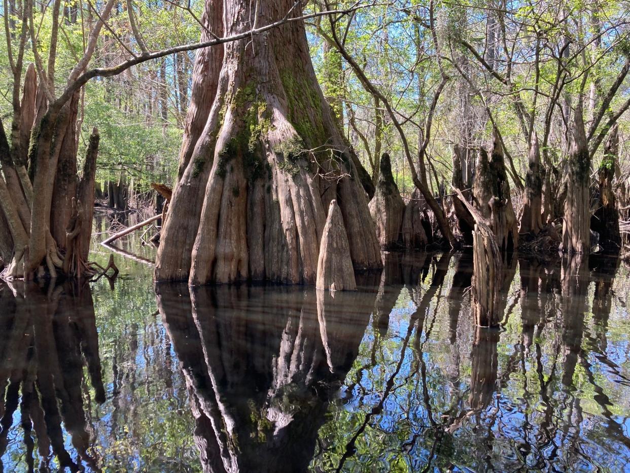 Josephine Johnson paddles Ebenezer Creek in March 2023 with guide Joe Cook.