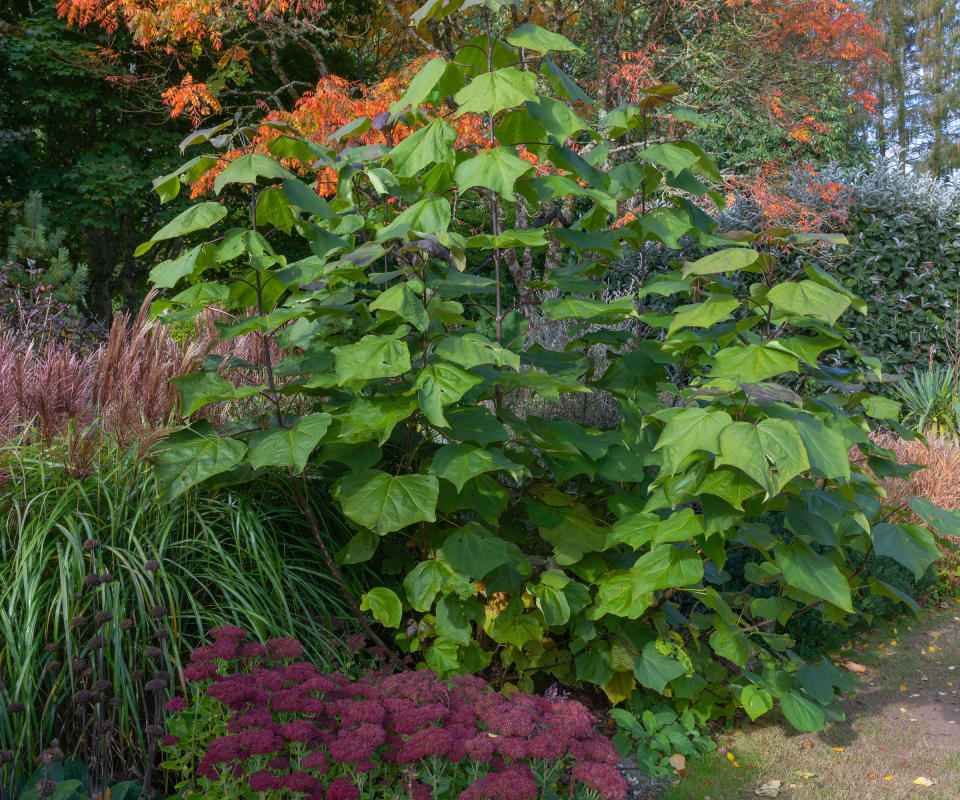 Catalpa x erubescens 'Purpurea'