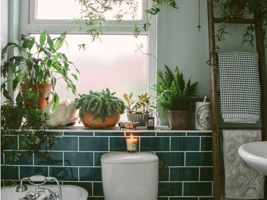 ~Shower plants~ are a thing and they are taking over Pinterest