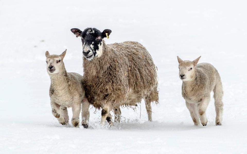 Sheep at a farm in Bainbridge, North Yorkshire, try to keep warm - DANNY LAWSON/PA