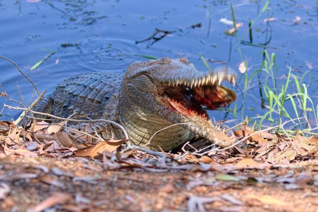 alligator eating turtle