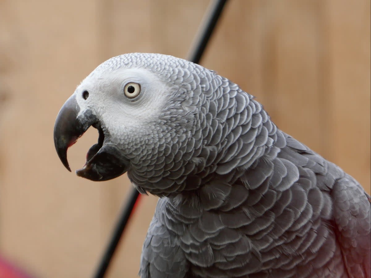 Sparky was an African Grey parrot, like this one pictured (generic photo) (Getty Images/iStockphoto)