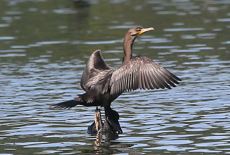 A great cormorant spreads its wings as it rests on a post in Summit Lake in Akron.