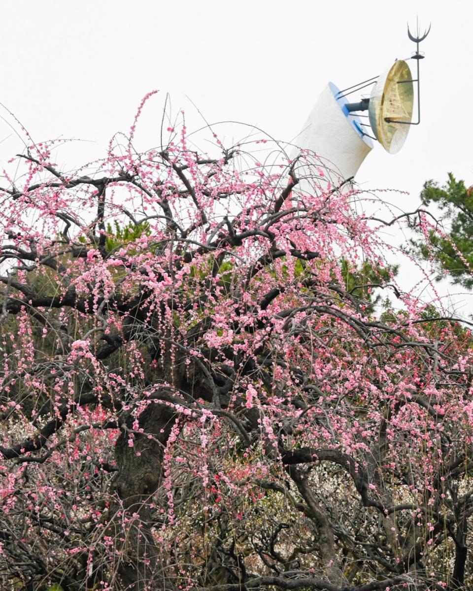 日本旅遊｜日本花季全攻略！一年四季花期、賞花景點推介一覽 4月紫藤花、鬱金香、芝櫻、粉蝶花