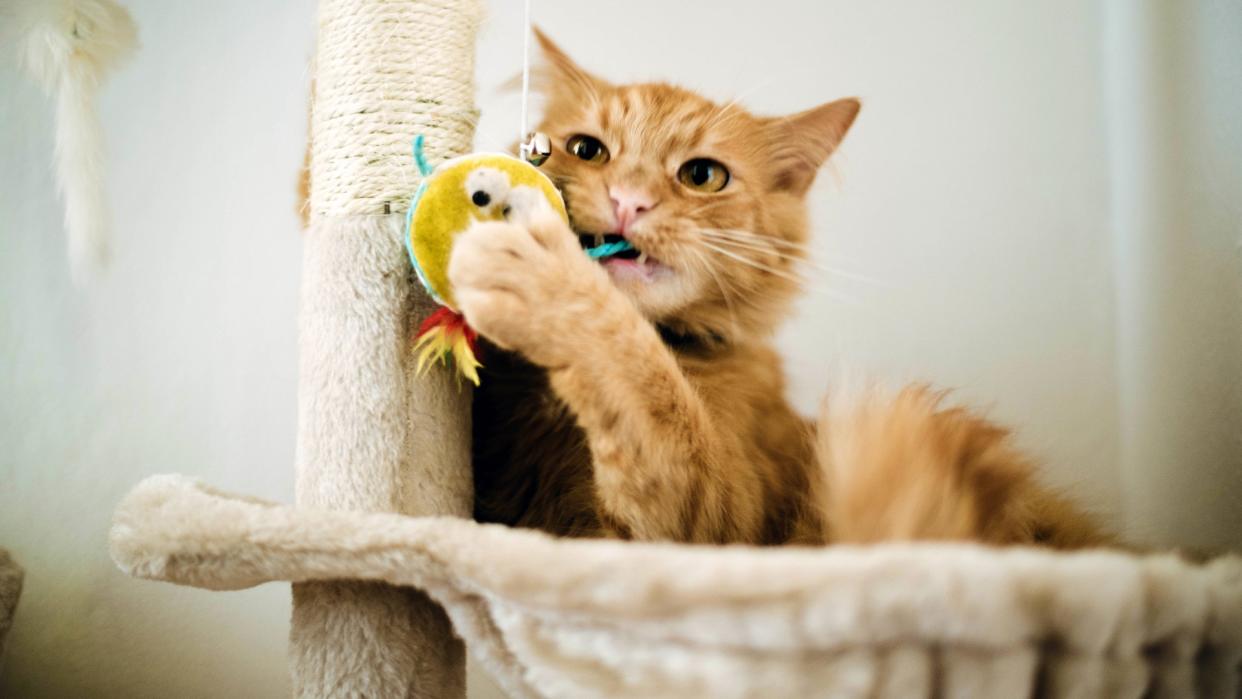  Ginger cat scratching post. 