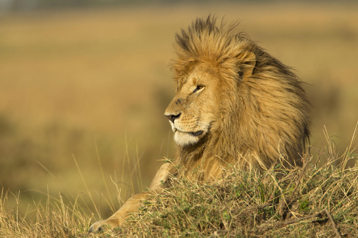 A Canadian couple kissed over the dead body of a lion they reportedly killed, upsetting animal advocates on social media. (Photo: Getty Images)