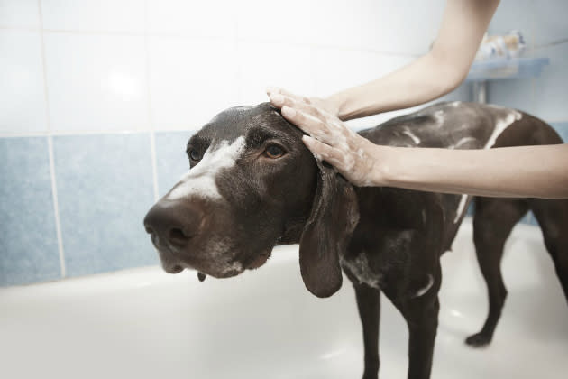 E por isso mesmo, suas patas podem ter cheiro estranho – de milho. Isso. Dependendo das condições de calor e umidade, as patinhas do cachorro podem ter cheiro de salgadinho de milho. Se o cheiro for forte e persitente, é bom lavar e passar pomada (Oritslama/Pixabay)