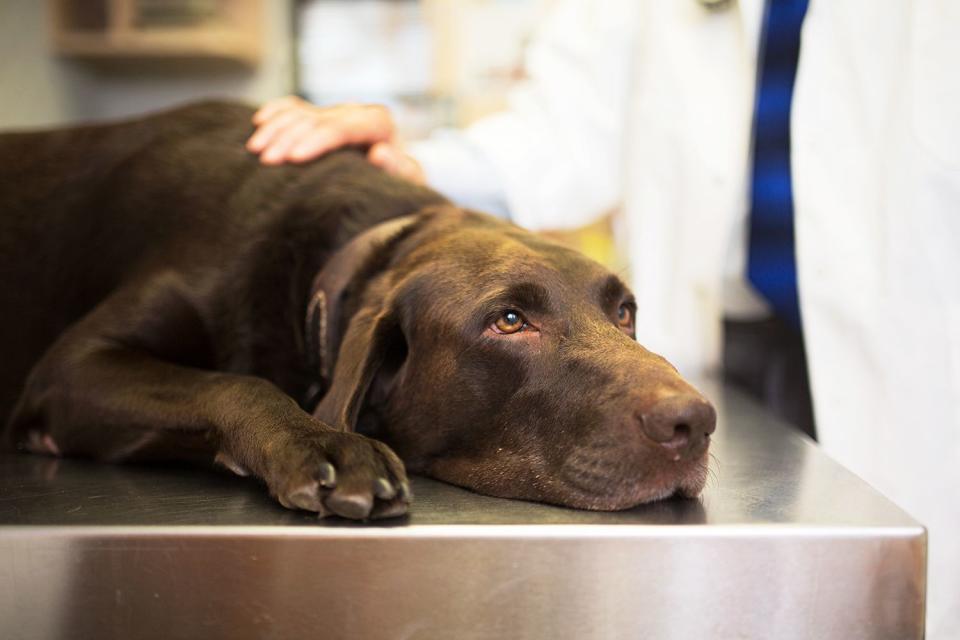 <p>Getty</p> A brown dog at veterinary appointment (stock photo)