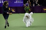 <p>Fun fact: the plural of "Komondor" is "Komondorok," due to the fact this working dog originates from Hungary. Traditionally a sheep dog, the Komondor is naturally protective and known for its strength and courage. The corded coat helped the guardian blend in with the flock, but it also looks like an adorable mop!</p><p><strong>Weight: 80-100 pounds</strong></p>