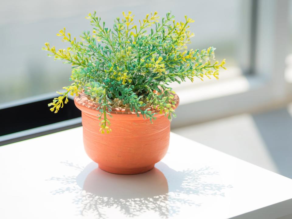 Plant potted in a small ceramic pot