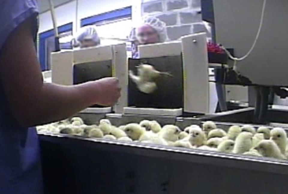 FILE - In this file image provided by Mercy for Animals, Sept. 1, 2009, a frame grab from a video made by an undercover member of the group shows male chicks being tossed into a grinder at a hatchery in Spencer, Iowa. The Iowa Legislature has become the first to approve a bill making it a crime to surreptitiously get into a farming operation with the intention of documenting animal abuse. Similar laws are being considered in at least seven other states and animal welfare groups are responding with outrage that Iowa has moved ahead with its proposal. (AP Photo/Mercy for Animals, File)