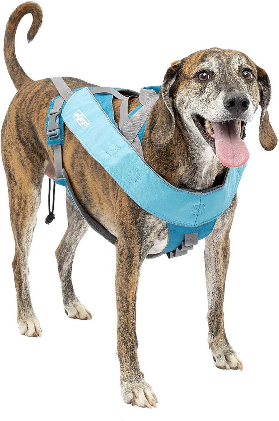 Blue dog skijoring harness