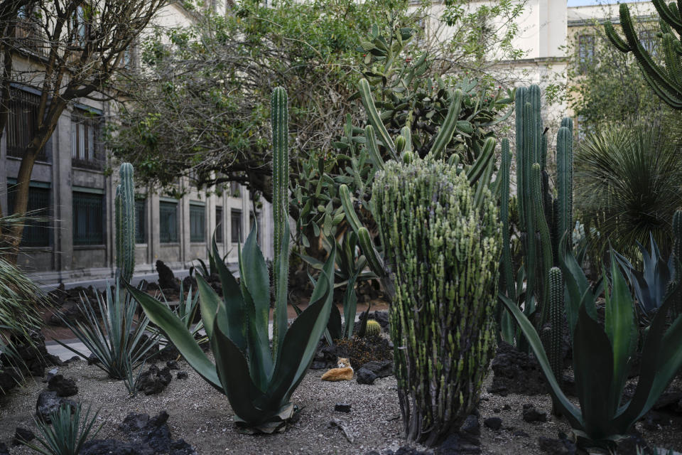 Rufino mira desde un jardín de cactus dentro del Palacio Nacional en Ciudad de México, el jueves 4 de marzo de 2024. Rufino es uno de los 19 gatos de palacio que han hecho historia después de que el presidente, Andrés Manuel López Obrador, los declarase "activos fijos vivos", los primeros animales en México en recibir esa designación. (AP Foto/Eduardo Verdugo)