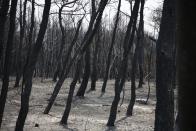 A view of the burnt forest after a wildfire in Varibobi area, northern Athens, Thursday, Aug. 5, 2021. Forest fires fueled by a protracted heat wave in Greece raged into Thursday, forcing the evacuation of dozens of villages as firefighters managed to prevent the flames from reaching the archaeological site at the birthplace of the ancient Olympics. (AP Photo/Lefteris Pitarakis)