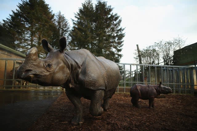 Whipsnade Zoo cleared over rhino attack on zookeeper