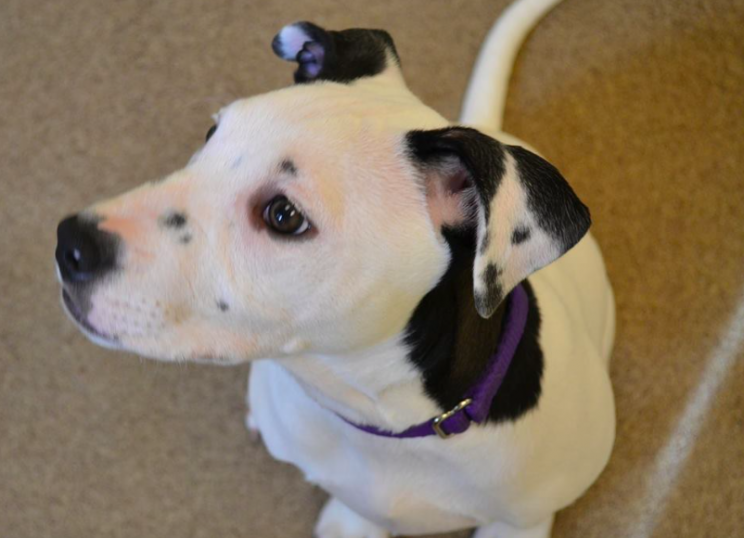 Lucy's selfie on her ear led to her being adopted (Lollypop Farm)