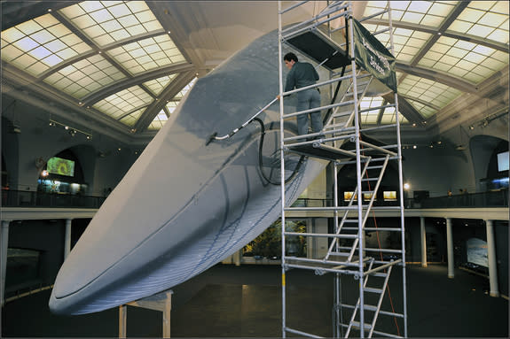 In 2009, before the AMNH whale cleaners acquired a lift, they climbed a temporary scaffolding to access the dusty marine titan.