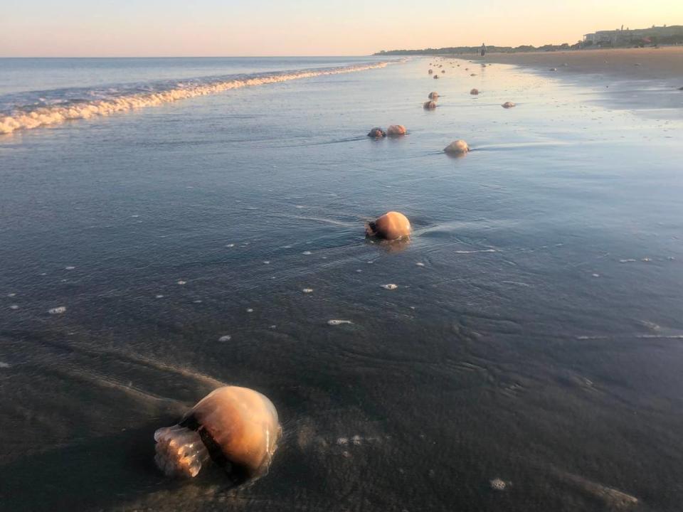 Over 100 cannonball jellyfish dot the shoreline on Hilton Head Island on April 19, 2021. The jellyfish, which don’t sting, wash up each year in spring and early summer.