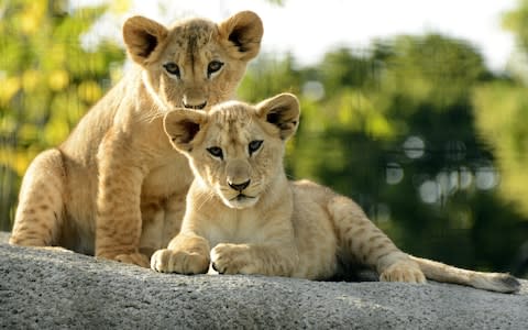 Parc Zoologique de Paris - Credit: Getty