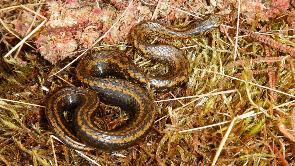 Tachymenoides harrisonfordi is shown in its habitat in Peru. - E. Lehr